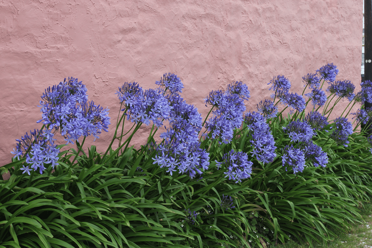 Agapanthus (Agapanthus species).png